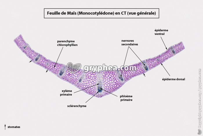 Feuille de Muguet CT x7 (légendée) - gryphea.org